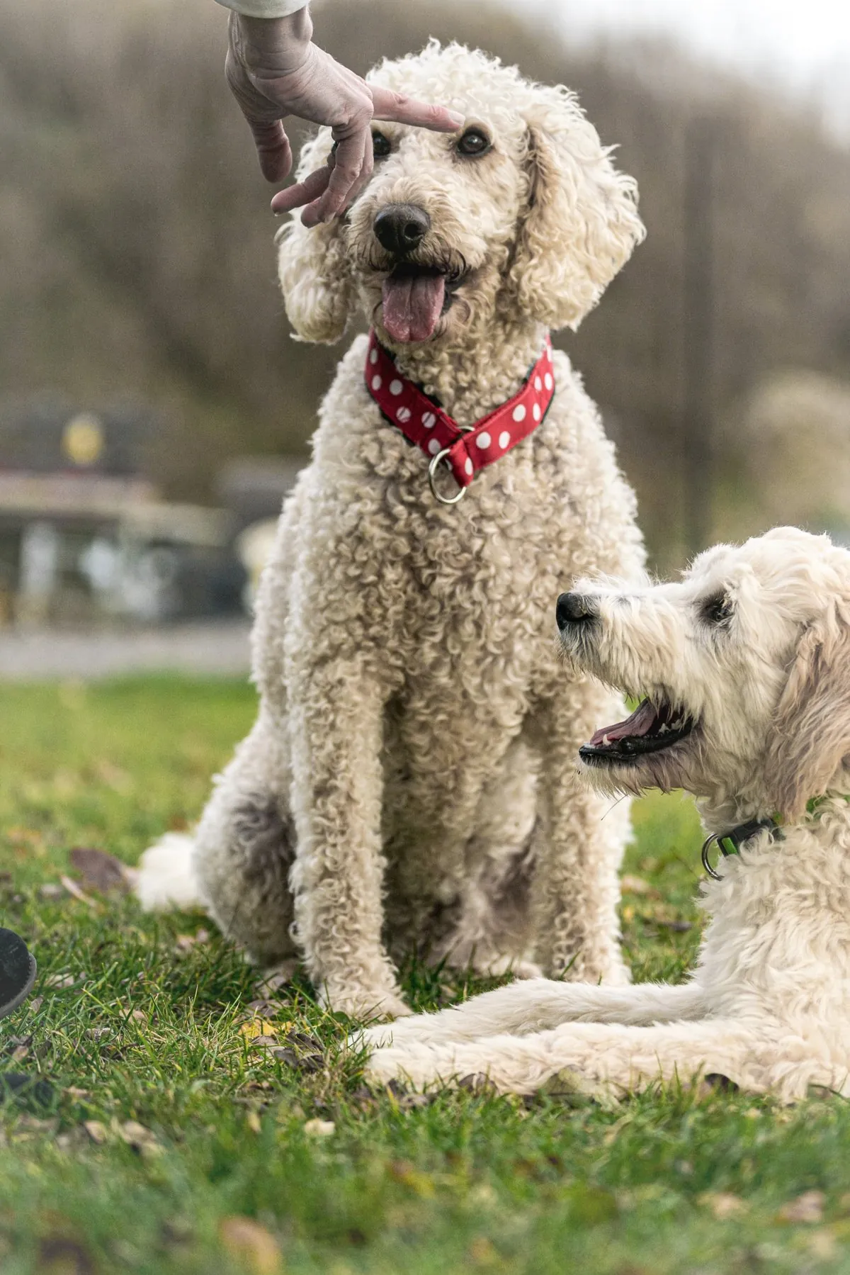 Eine Hand berührt sanft die Stirn eines sitzenden lockigen Hundes, daneben liegt ein zweiter Hund