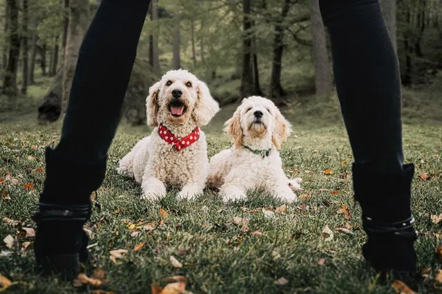 Zwei lockige helle Hunde liegen aufmerksam auf einer Waldwiese zwischen den Beinen eines Menschen