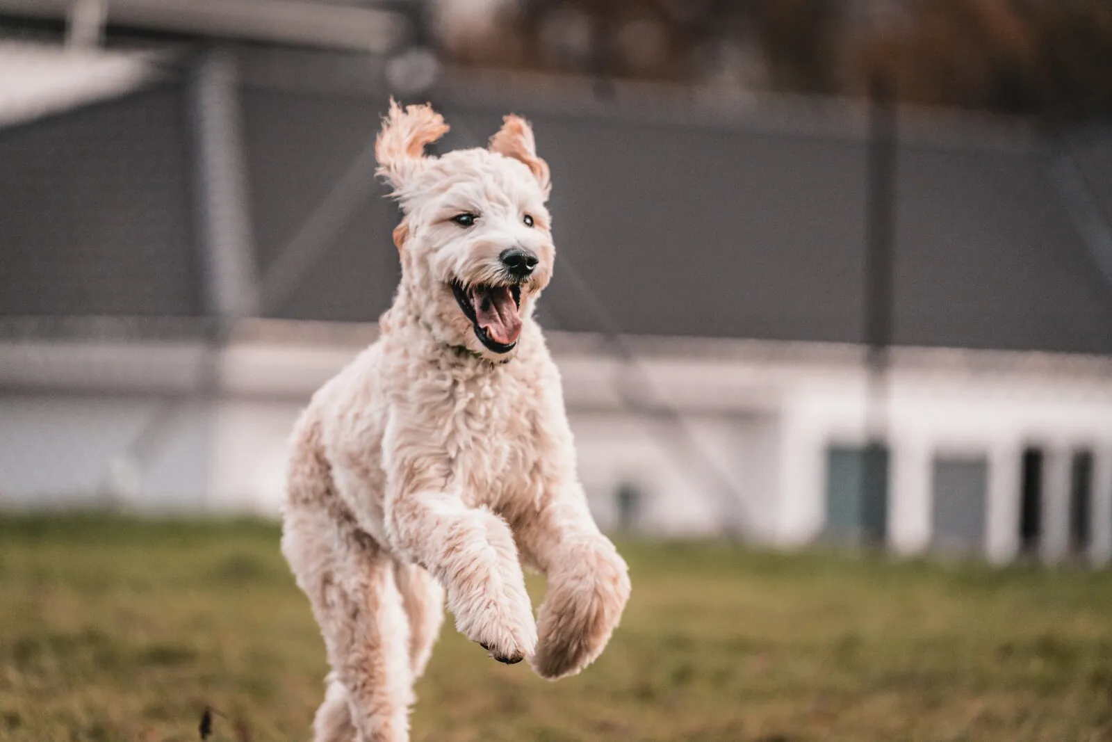 Leni, heller Hund, springt fröhlich über die Wiese