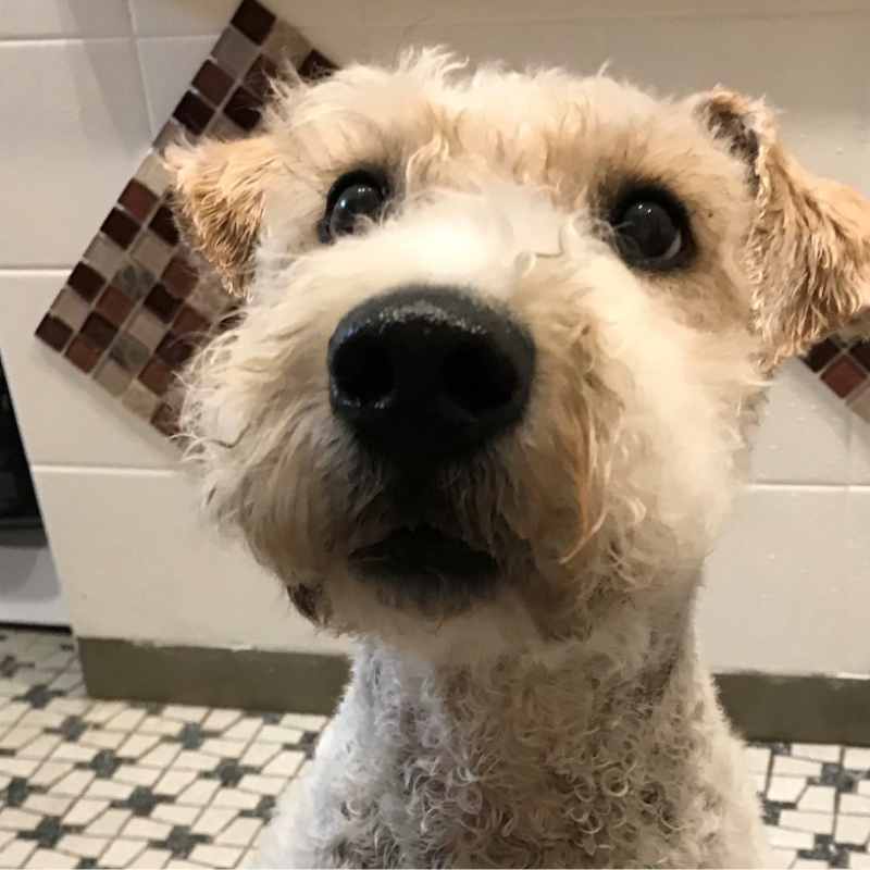 Heller Hund, Forum Canis Kaisersesch