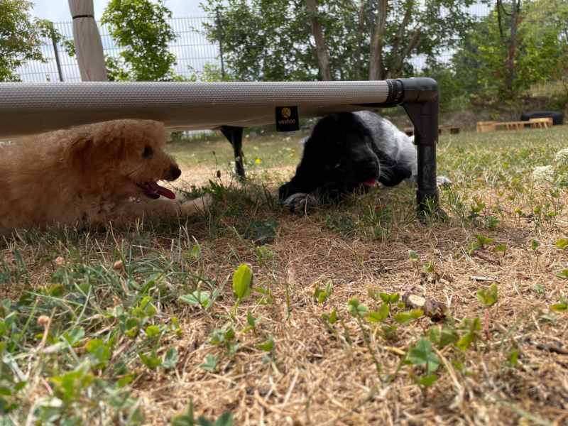 Zwei Hunde unter einem Trampolin, Forum Canis Kaisersesch