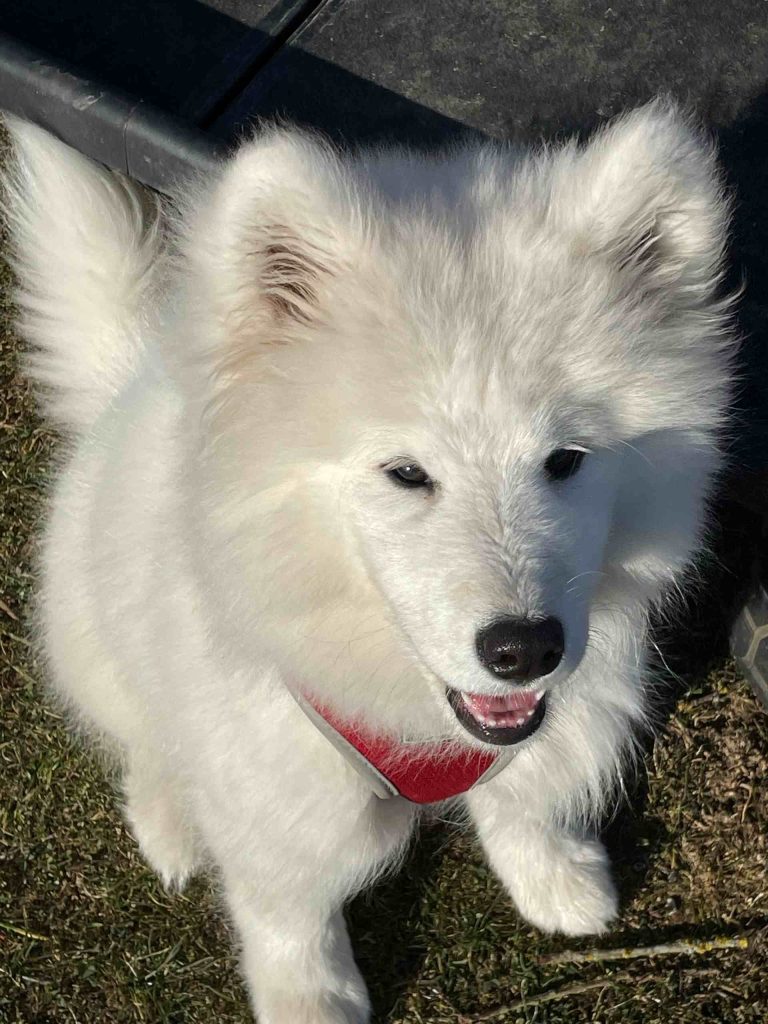 Weißer, flauschiger Hund, Forum Canis Kaisersesch